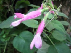 Salvia dorisiana Sage Fruity Pineapple Salvia dorisiana Sage Fruity Pineapple