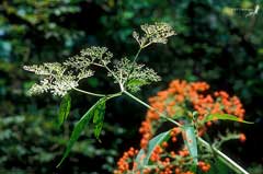 Sambucus chinensis Chinese Elder Sambucus chinensis Chinese Elder