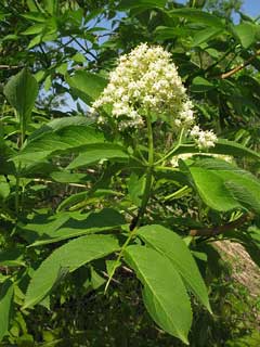 Sambucus racemosa sieboldiana Sambucus racemosa sieboldiana