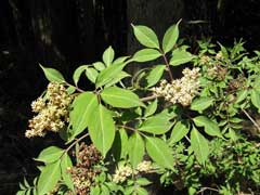 Sambucus racemosa sieboldiana Sambucus racemosa sieboldiana