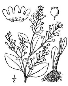 Samolus valerandi parviflorus Thin-Leaf Brookweed, seaside brookweed