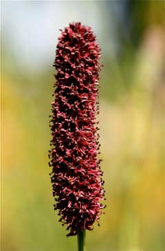 Sanguisorba tenuifolia 