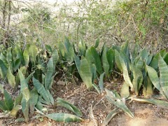 Sansevieria hyacinthoides African Bowstring Hemp