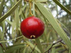 Santalum acuminatum Quandong Santalum acuminatum Quandong