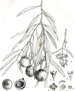 Santalum acuminatum Quandong Santalum acuminatum Quandong