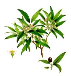 Santalum yasi Yasi, Fijian Sandalwood, Brown Sandalwood Santalum yasi Yasi, Fijian Sandalwood, Brown Sandalwood