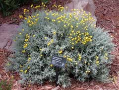 Santolina chamaecyparissus Cotton Lavender Santolina chamaecyparissus Cotton Lavender