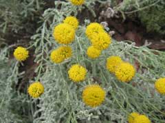 Santolina chamaecyparissus Cotton Lavender Santolina chamaecyparissus Cotton Lavender