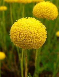Santolina rosmarinifolia Holy Flax Santolina rosmarinifolia Holy Flax