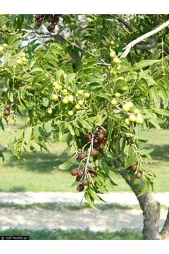 Sapindus drummondii Western Soapberry Sapindus drummondii Western Soapberry