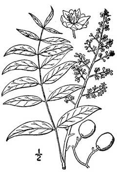 Sapindus drummondii Western Soapberry Sapindus drummondii Western Soapberry