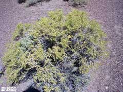 Sarcobatus vermiculatus Greasewood Sarcobatus vermiculatus Greasewood