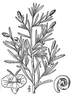 Sarcobatus vermiculatus Greasewood Sarcobatus vermiculatus Greasewood