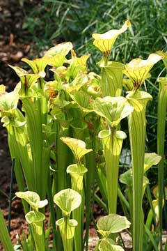Sarracenia flava Yellow Trumpet, Yellow pitcherplant, Huntsman