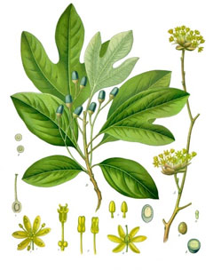 Sassafras albidum Sassafras