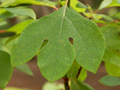 Sassafras albidum Sassafras
