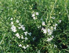 Satureja spicigera Creeping Savory Satureja spicigera Creeping Savory