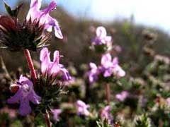 Satureja thymbra Thyme-Leaved Savory Satureja thymbra Thyme-Leaved Savory