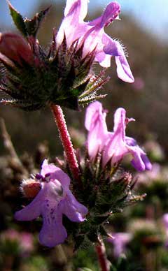 Satureja thymbra Thyme-Leaved Savory Satureja thymbra Thyme-Leaved Savory