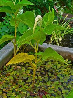 Saururus cernuus Swamp Lily, Lizard