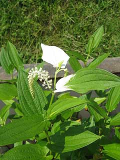 Saururus chinensis Saururus chinensis