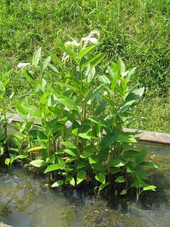 Saururus chinensis Saururus chinensis