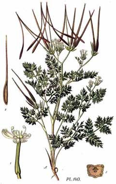 Scandix pecten-veneris Shepherd Scandix pecten-veneris Shepherd