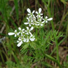 Scandix pecten-veneris Shepherd Scandix pecten-veneris Shepherd