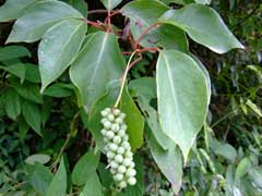 Schisandra sphenanthera 