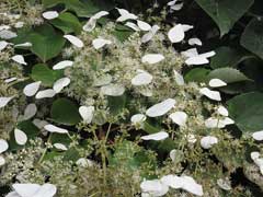 Schizophragma hydrangeoides Japanese Hydrangea Vine Schizophragma hydrangeoides Japanese Hydrangea Vine