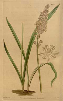 Scilla scilloides Scilla scilloides