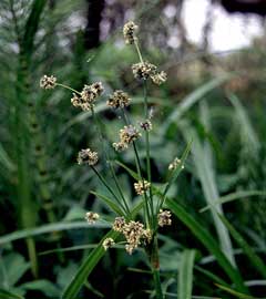 Scirpus microcarpus Panicled Bulrush Scirpus microcarpus Panicled Bulrush