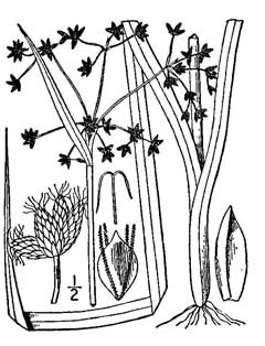 Scirpus microcarpus Panicled Bulrush Scirpus microcarpus Panicled Bulrush