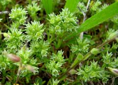 Scleranthus annuus Knawel, German knotgrass