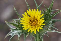 Scolymus maculatus Spotted Golden Thistle Scolymus maculatus Spotted Golden Thistle