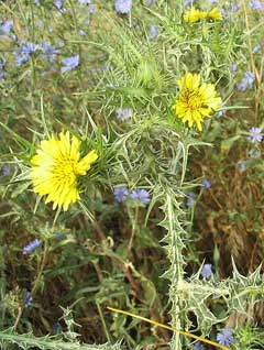 Scolymus maculatus Spotted Golden Thistle Scolymus maculatus Spotted Golden Thistle