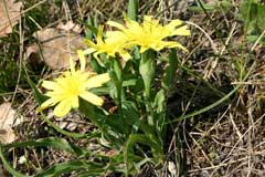 Scorzonera austriaca Scorzonera austriaca