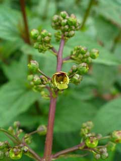 Scrophularia nodosa Knotted Figwort, Woodland figwort Scrophularia nodosa Knotted Figwort, Woodland figwort