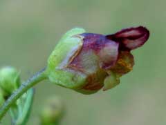 Scrophularia umbrosa Water Betony, Water figwort Scrophularia umbrosa Water Betony, Water figwort