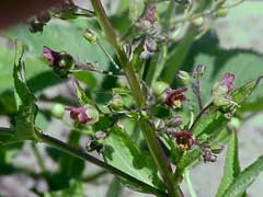 Scrophularia umbrosa Water Betony, Water figwort Scrophularia umbrosa Water Betony, Water figwort