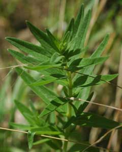 Scutellaria baicalensis Baikal Skullcap - Huang-Qin Scutellaria baicalensis Baikal Skullcap - Huang-Qin