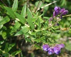 Scutellaria baicalensis Baikal Skullcap - Huang-Qin Scutellaria baicalensis Baikal Skullcap - Huang-Qin