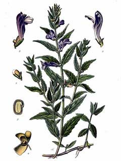 Scutellaria galericulata Common Skullcap, Marsh skullcap Scutellaria galericulata Common Skullcap, Marsh skullcap