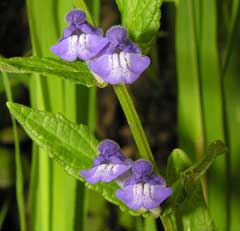 Scutellaria galericulata Common Skullcap, Marsh skullcap Scutellaria galericulata Common Skullcap, Marsh skullcap