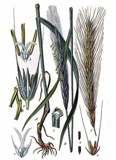 Secale cereale Rye, Cereal rye Secale cereale Rye, Cereal rye