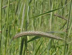 Secale cereale Rye, Cereal rye Secale cereale Rye, Cereal rye