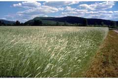 Secale strictum Mountain Rye