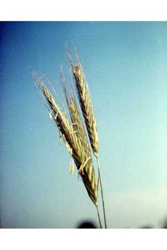 Secale strictum Mountain Rye
