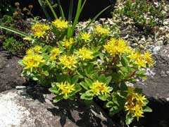 Sedum aizoon Sedum Sedum aizoon Sedum