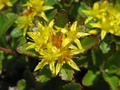 Sedum aizoon Sedum Sedum aizoon Sedum